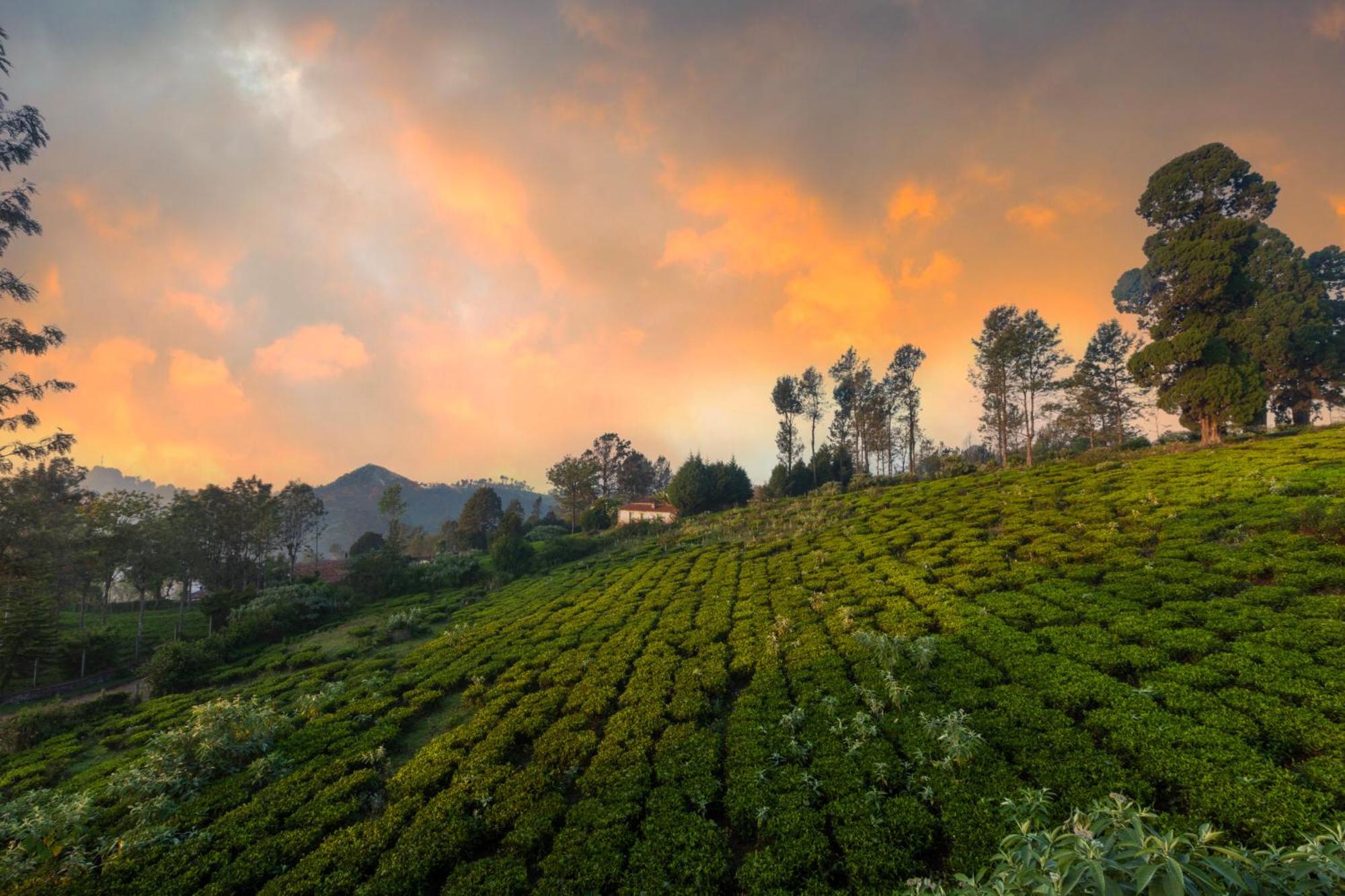 Solitude By Nature Resorts And Stays Kotagiri Exteriör bild